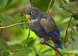 Bronze-winged Parrot