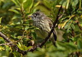 Tufted Tit-Tyrant