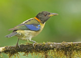 Golden-collared Honeycreeper