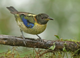 Golden-collared Honeycreeper