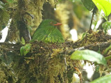 Orange-breasted Fruiteater