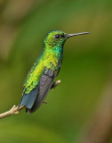 Blue-tailed Emerald