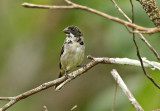 Caqueta Seedeater