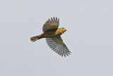 Large-billed Seed-Finch