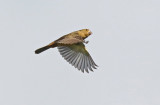 Large-billed Seed-Finch