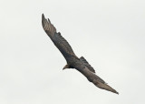 Lesser Yellow-headed Vulture