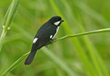 Lesson's Seedeater