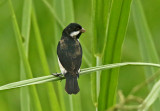 Lesson's Seedeater