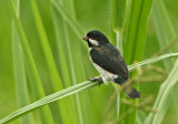 Lesson's Seedeater