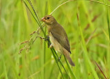 Lesson's Seedeater
