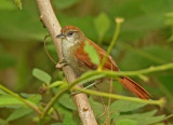 Parker's Spinetail