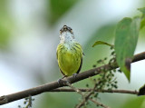 Spotted Tody-Flycatcher