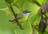 Spotted Tody-Flycatcher