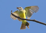 Tropical Kingbird