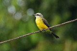 White-throated Kingbird