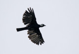 Bare-necked Fruitcrow