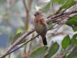 Chestnut-bellied Seedeater