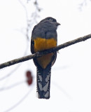 Green-backed Trogon