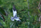 Large-billed Tern