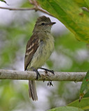 Mouse-colored Tyrannulet