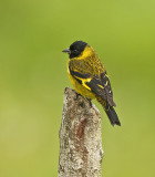 Olivaceous Siskin