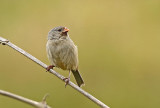 Plain-colored Seedeater