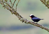 White-capped Tanager