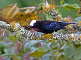 White-capped Tanager