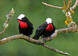 White-capped Tanager