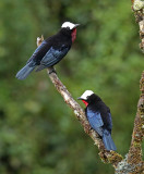 White-capped Tanager