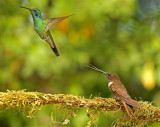 Brown Inca and Lesser Violetear