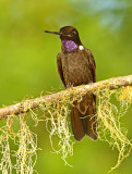 Brown Inca