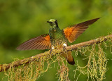Buff-tailed Coronet