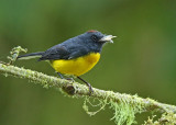 Slate-throated Whitestart