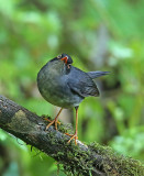 Slaty-backed Nightingale-Thrush