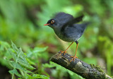 Slaty-backed Nightingale-Thrush