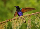 Velvet-purple Coronet