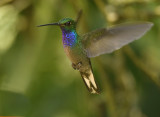 Green-backed Hillstar