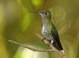 Many-spotted Hummingbird