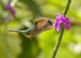 Peruvian Booted-Raquettail