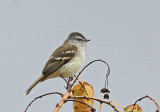 Tawny-rumped Tyrannulet