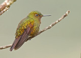 Viridian Metaltail