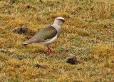 Andean Lapwing