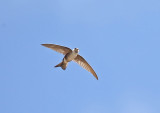 Andean Swift