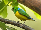 Blue-naped Chlorophonia