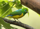 Blue-naped Chlorophonia