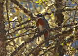 Chestnut-breasted Mountain-Finch