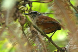 Gray-breasted Wood-Wren