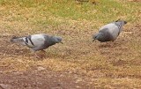 Rock Pigeon