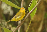 Rust-and-yellow Tanager